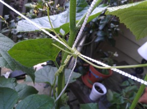 cucumber tendrils and grapevine