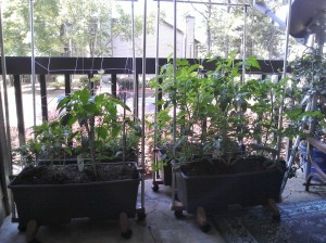 new additions to the earthbox container garden
