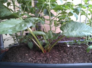 rhubarb growing in an earthbox container garden